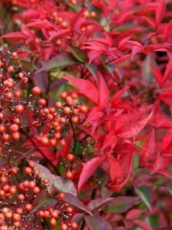 นันเตง หรือไม้ไผ่สวรรค์ (Nanten / Nandina Domestica) / 10 เม็ด (Portugal)