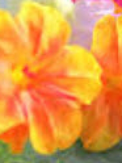 บานเย็นผสม (เหลือง-ส้ม) / 10 เม็ด (ไทย)