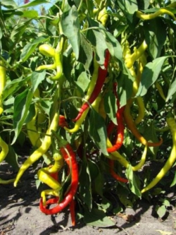 พริกรัสเซีย สีแดง / 20 เม็ด (Ukraine)