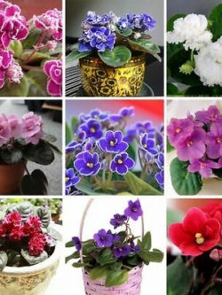 แอฟริกัน ไวโอเล็ต (African Violet) คละ / 50 เม็ด