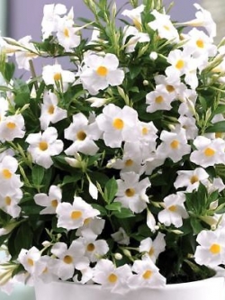 บานบุรีเลื้อย สีขาว / 50 เม็ด