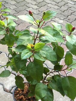 ต้นลูกผสม พู่ระหง+ชบา ดอกสีชมพู กระถาง 6 นิ้ว สูง 20-30 ซ.ม.