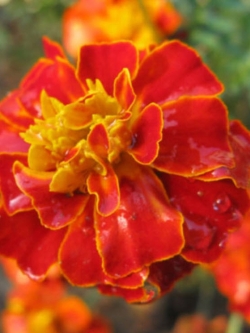 ดาวเรืองฝรั่งเศส สีส้ม-แดง / ซอง 50 เม็ด (A258)