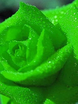 กุหลาบ เขียวเข้ม / 20 เม็ด (หายาก)