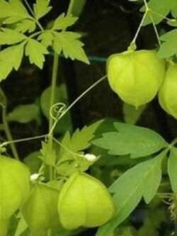 โคกกระออม (Balloon Vine) / 10 เม็ด (Sri Lanka)