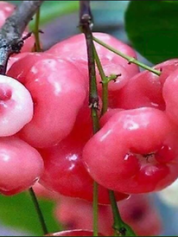 ต้นชมพู่พลาสติก สีแดง สูง 35-50 ซ.ม.