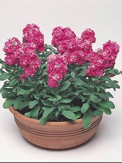 ไวโอเล็ท - ซินเดอเรลล่า ฮอท พิงค์ (Violet - Cinderella hot pink) / 25 เม็ด (UK)