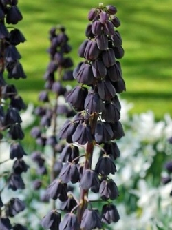 มงกุฏจักรพรรดิ์ สีดำ / 50 เม็ด