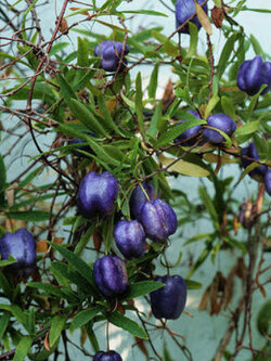 แอปเปิ้ลเบอรี่ (Purple Appleberry) / 3 เม็ด (France)