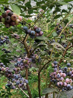 ต้นบลูเบอรี่ (Blueberry) ลูกใหญ่ สูง 40-60 ซ.ม. ต้นไม้นำเข้า
