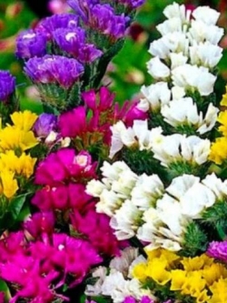 สแตติส (Statice) คละ / 250 เม็ด (UK)