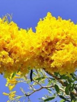 เหลืองสิรินธร หรือเหลืองปรีดียาธร / 10 เม็ด