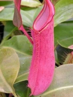 หม้อข้าวหม้อแกงลิง สีชมพู / 100 เม็ด