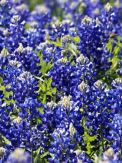 บลูบอนเน็ต (Bluebonnet) / 25 เม็ด (USA)