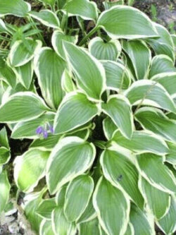 ฮอสต้า โคริยาม่า (Hosta Opipara Koriyama) / 10 เม็ด (USA)*