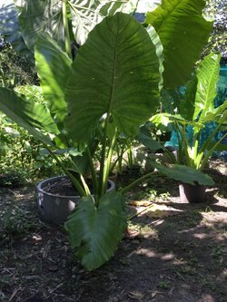 ต้นบอนหูช้าง กระถาง 17 นิ้ว