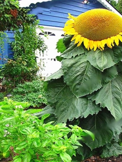 ทานตะวันยักษ์ แมมมอธ (Mammoth) ต้นสูง / 20 เม็ด (นอก)