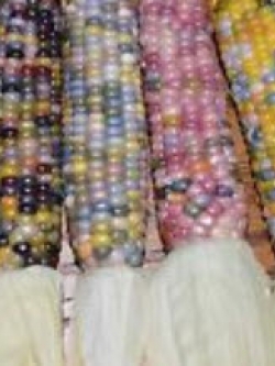 ข้าวโพดแฟนซี / 30 เม็ด