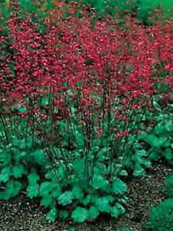 ฮิวเชร่า (Heuchera - Bressingham Hybrid) / 100 เม็ด (Australia)