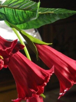 ลำโพง ดอกสีแดง / 25 เม็ด