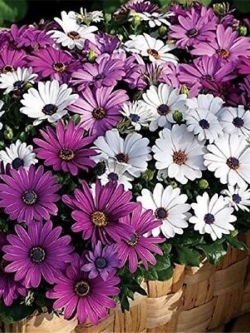อัฟริกัน บลูอายเดซี่ (African Blue Eyed Daisy) / 100 เม็ด (นอก)