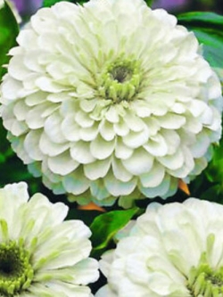 บานชื่นขาว (Polar Bear zinnia) / 110 เม็ด (UK)*