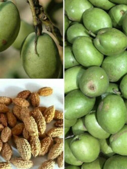 มะกอกซีลอน มะกอกศรีลังกา ซีลอนโอลีฟ (Ceylon Olive) / 5 เม็ด (Sri Lanka)*