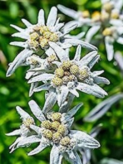 เอเดลไวส์ - อัลไพน์ (Edelweiss - Alpine) / 150 เม็ด (UK)