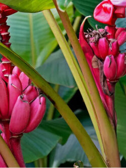 กล้วยรุ่งอรุณ หรือกล้วยดอกบัวอัสสัม (Musa Velutina) / 5 เม็ด (Portugal)