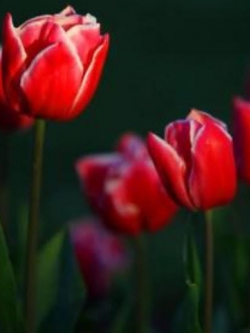 ทิวลิป (Tulip) สีแดง / 100 เม็ด