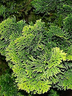 สนฮิโนกิ (Hinoki Cypress) / 50 เม็ด (Russia)