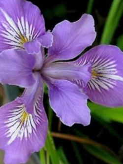 โอเรกอน ไอริส (Oregon Iris) สีม่วง / 10 เม็ด (USA)