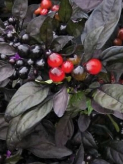 พริกไข่มุกดำ (Black Pearl Pepper) / 20 เม็ด