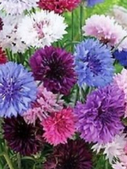 คอร์นฟลาวเวอร์ (Cornflower) คละ / 35 เม็ด (USA)