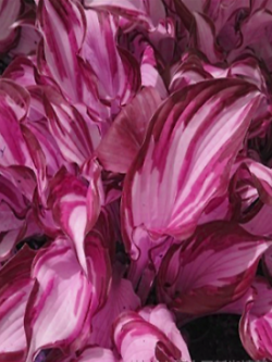 ฮอสต้า ใบชมพู-ขาว (Double pink & white) / 200 เม็ด