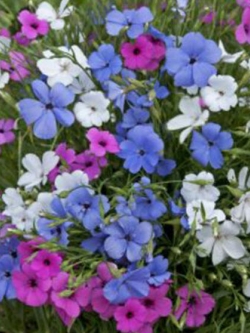 วิสคาเรีย แองเจิ้ล (Viscaria Angel) คละ / 500 เม็ด (UK)