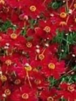 ดอกไม้ไหว (Plains Coreopsis) สีแดงเข้ม ต้นสูง / 50 เม็ด (USA)