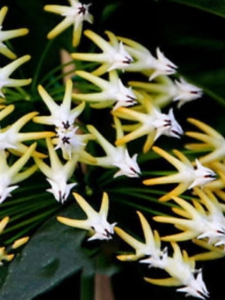 Rocket Hoya (โฮยาจรวด) / 100 เม็ด