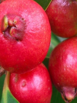 ฝรั่งเชอรี่สตรอเบอรี่ (Strawberry Cherry Guava) สีแดง / 10 เม็ด (Portugal)
