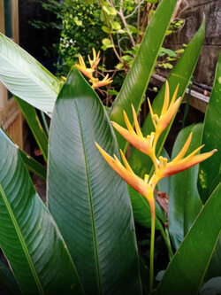 ต้นเฮลิโคเนีย หรือธรรมรักษา ก้ามกุ้งส้ม (Heliconia) กระถาง 8 นิ้ว (ส่งทั้งกระถาง แบบต้นตัดใบ)