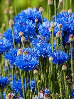 คอร์นฟลาวเวอร์ (Cornflower) สีฟ้า / 1,000 เม็ด*