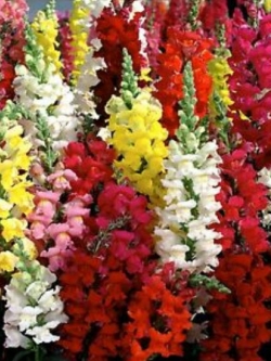 ดอกลิ้นมังกร (Snapdragon) ต้นสูง คละ / 9,500 เม็ด (UK)