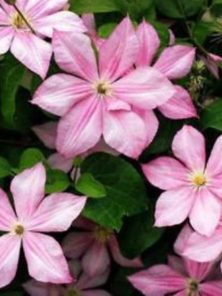 เคล็มแมททิส (Clematis) สีชมพู / 100 เม็ด