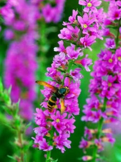 เพอเพิ่ล ลูสสไตร้ฟ (Purple Loosestrife) / ซอง 50 เม็ด (China)
