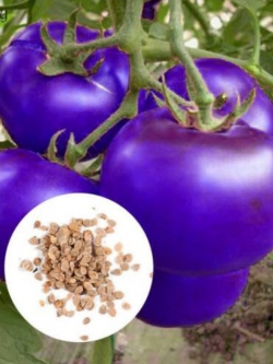 มะเขือเทศ สีม่วง (purple tomato) / 25 เม็ด (China)