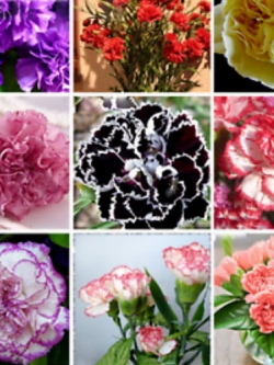 ผีเสื้อ (Dianthus) คละ / 100 เม็ด