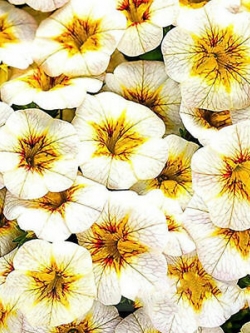 คาลิบราโคว์ - ซูเปอร์ เบลล์ (Calibrachoa - Super Bells) ดอกใหญ่ / 100 เม็ด