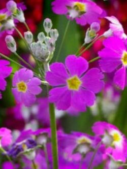 พริมโรส แฟรี่ (Fairy Primrose) คละ / 200 เม็ด (UK)