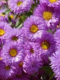 เดซีหิมาลัย สีม่วง (Erigeron - Azure Fairy) / 50 เม็ด (USA)