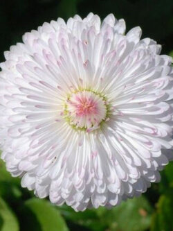 อิงลิช เดซี่ (Daisy English) สีขาว / 50 เม็ด (USA)